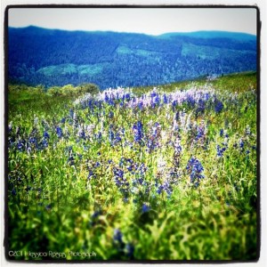 Near Schoolhouse Prarie, Redwood NF ©2011 Jessica Rogers Photography