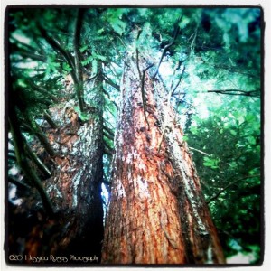 Redwoods, Humblot County ©2011 Jessica Rogers Photography
