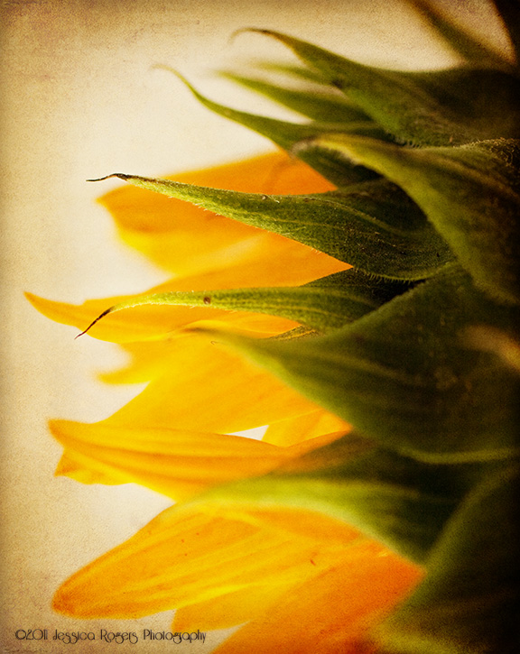Late Bloomer ©2011 Jessica Rogers Photography Late Bloomer ©2011 Jessica Rogers Photography
