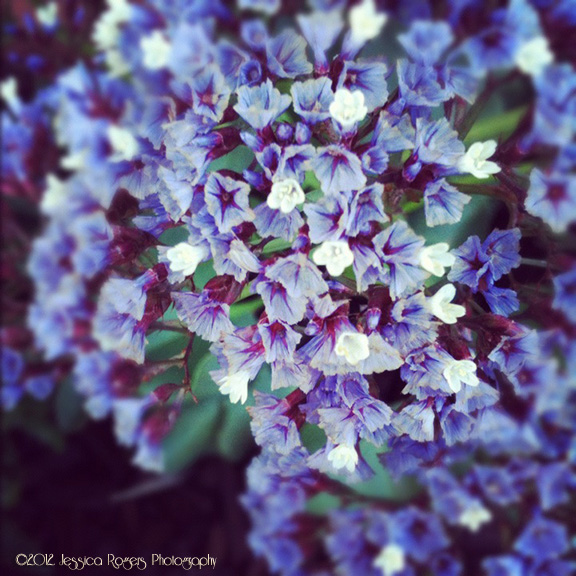 Photo of the Week, Year 3, Week 24