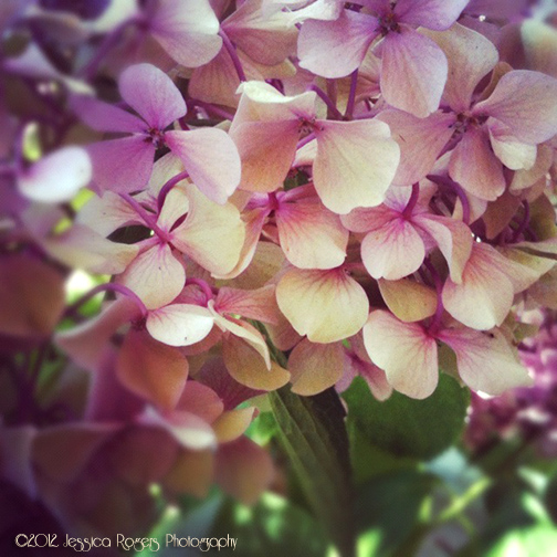 Photo of the Week, Year 3, Week 26