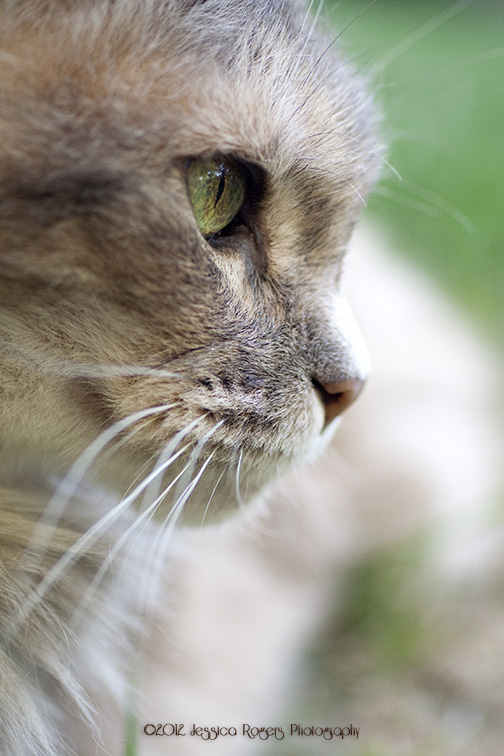 Golden Green Gaze ©2012 Jessica Rogers Photography Golden Green Gaze ©2012 Jessica Rogers Photography