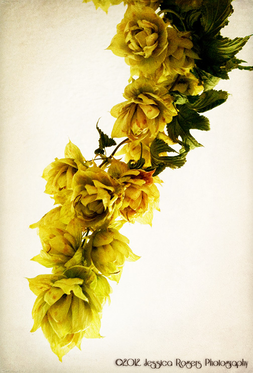 Photo of the Week, Year 3, Week 34