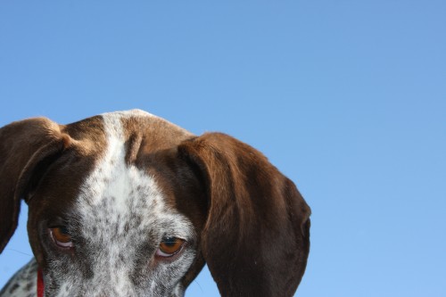 Dog With Sky ©Alyssa Romo