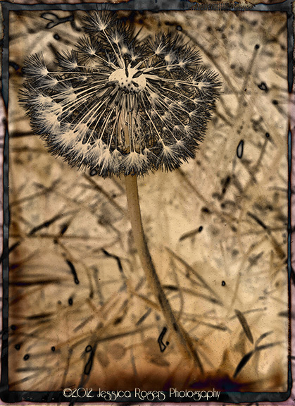 Photo of the Week, Year 3, Week 43