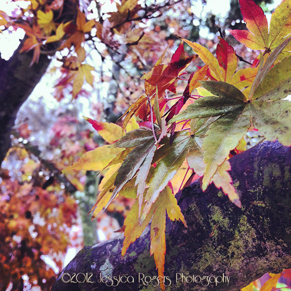 Photo of the Week, Year 3, Week 44