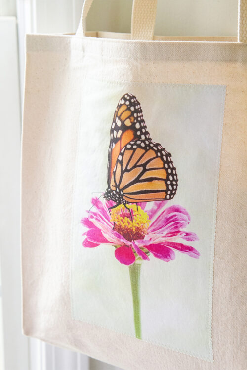 Monarch Zinnia 5